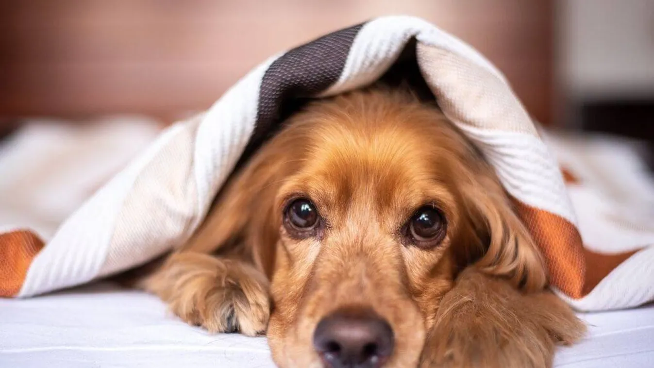 Sok állat fél az erős hangoktól