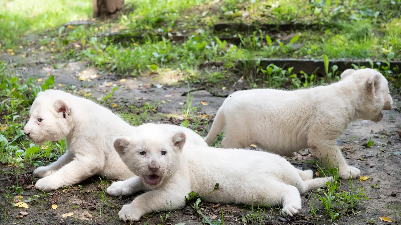 Valóságos csoda: 3 fehér oroszlán született a Nyíregyházi Állatparkban