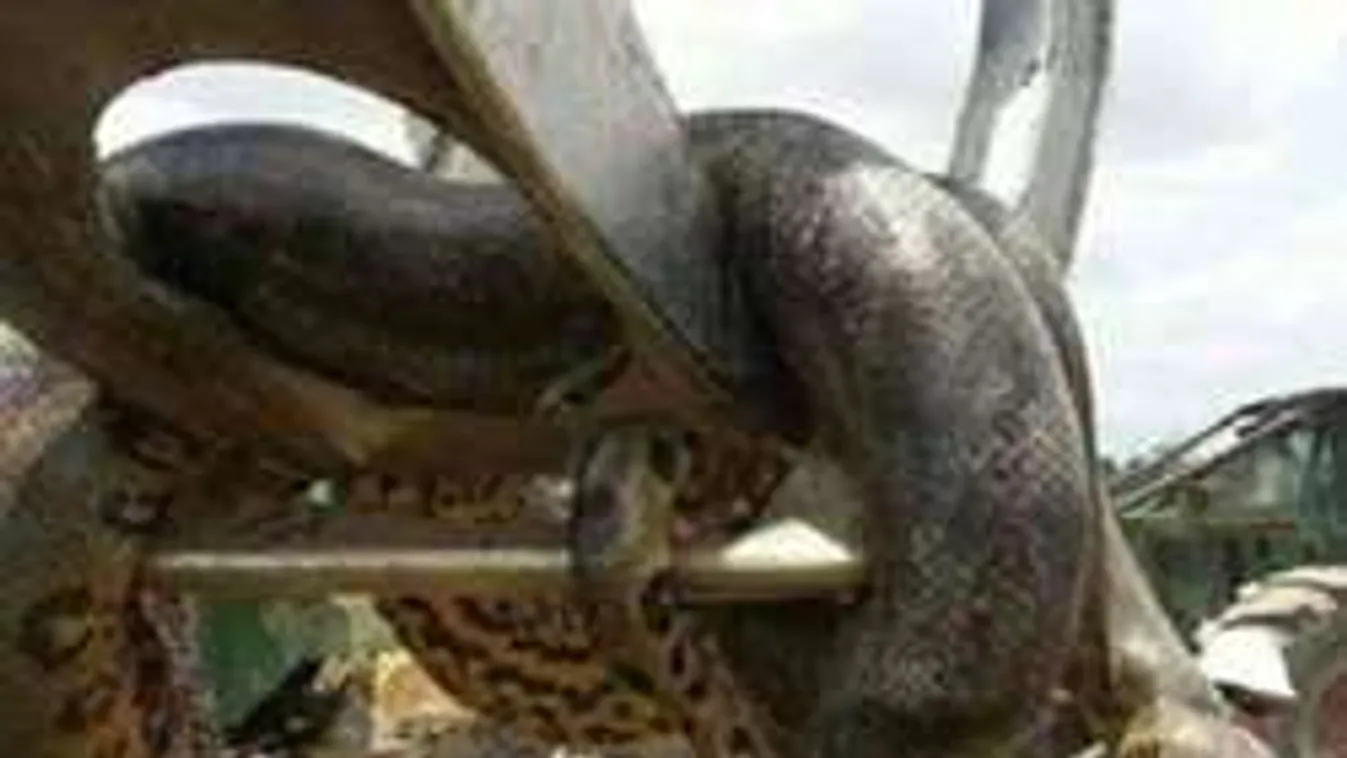 Daru kellett az óriási, emberevő anakondához