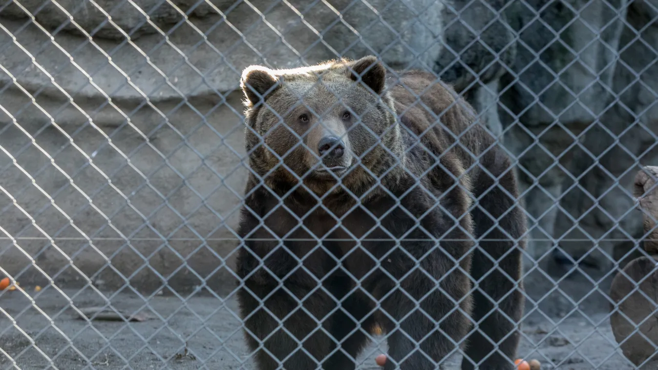 Az állatkerti medve megjósolta, meddig tart még a tél