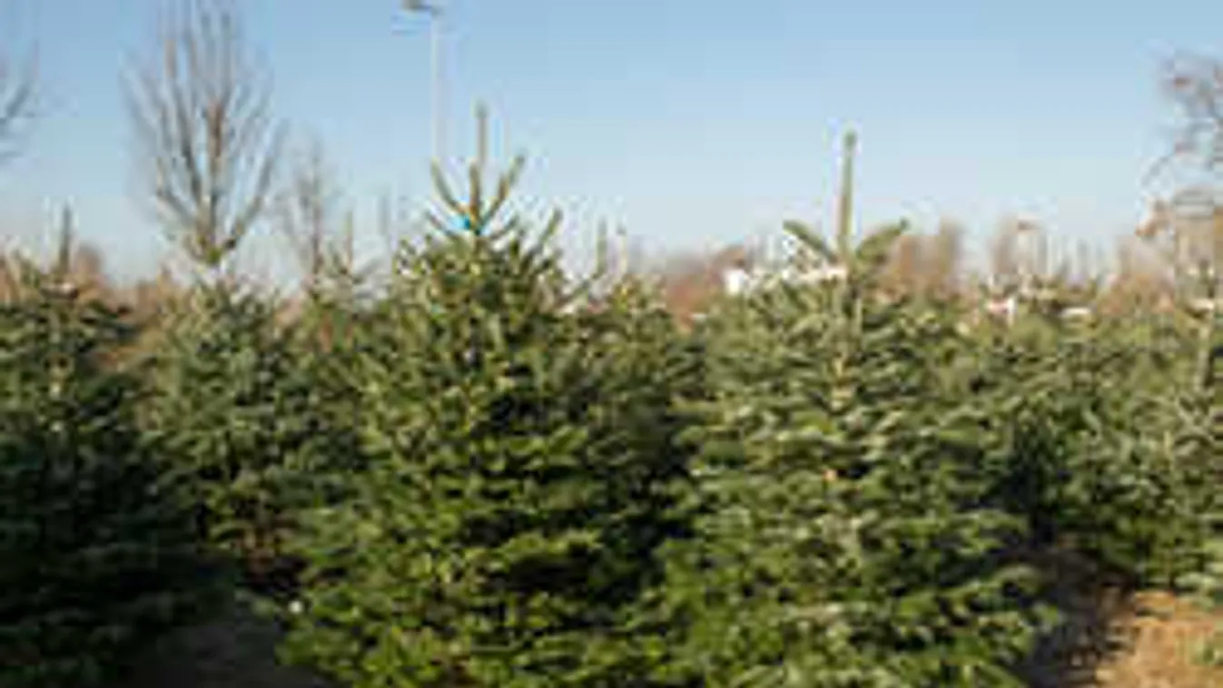 Drágább lesz idén a karácsonyfa - mutatjuk, mennyivel