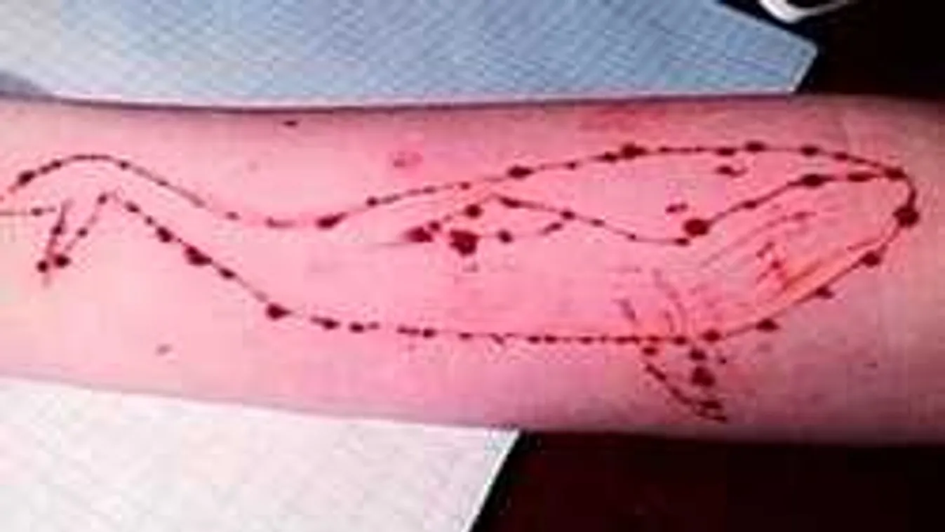 Kimentettek egy szombathelyi kislányt a Kék Bálna-őrületből