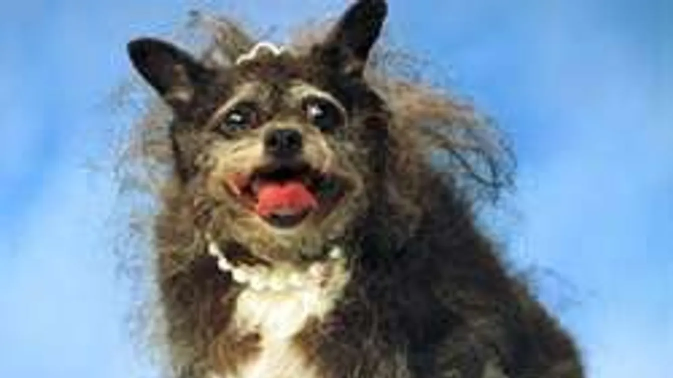 A világ legrondább kutyái! Felkészültél?