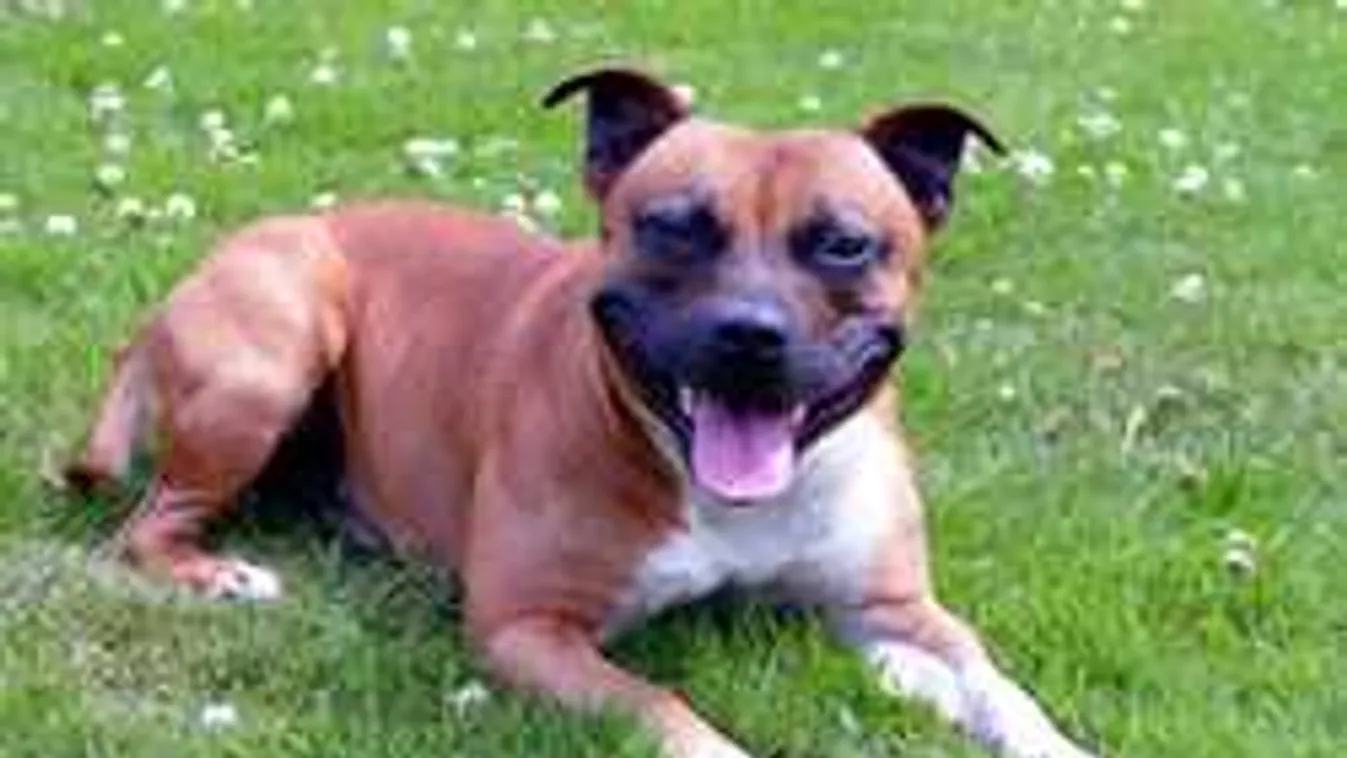 Esélye sem volt a néninek, több tucat harapás végzett vele