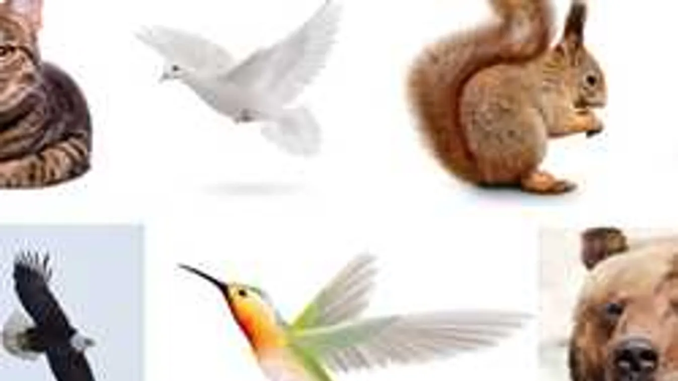 Eszméletlen ügyes személyiségteszt - megtudsz mindent magadról és a jövődről!