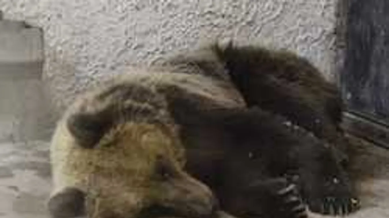 Nincs többet szabadság: így figyelik a magyar medvét