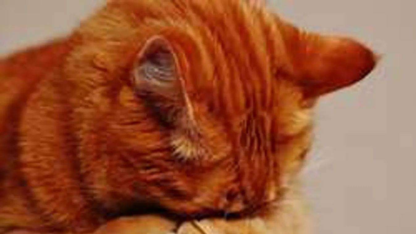 Megérkezett az előrejelzés: ekkortól számíthatunk melegedésre