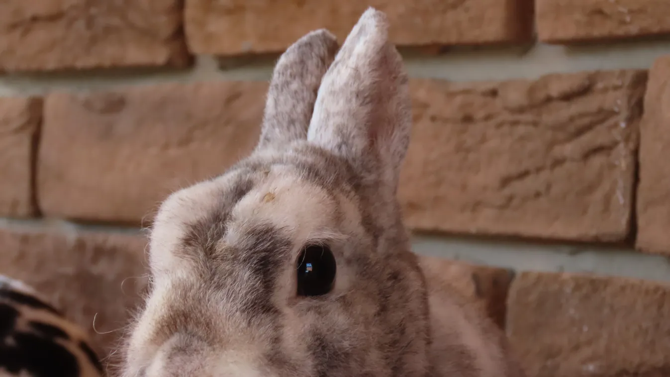 Most jött: a házinyúl mentette meg az ajkai család otthonát