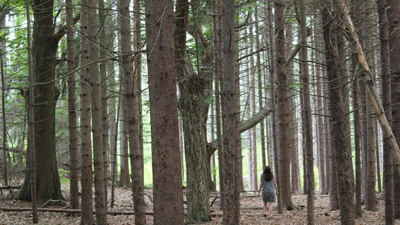 Elhagyatott viskóba zárta az anyát és kisgyermekét Budapesten egy férfi