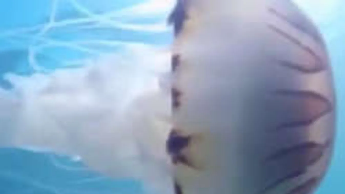 Mutáns tengeri szörny vetődött partra, kitört a pánik!