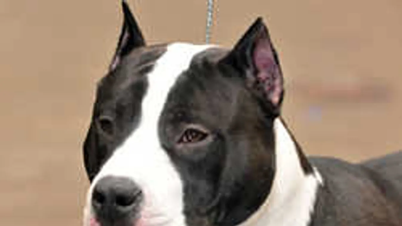 Borzasztó: négyéves kisfiú halt meg egy harci kutya miatt