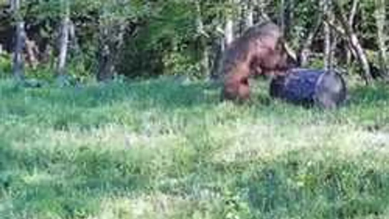 Ez tetszeni fog, levideózták az erdei tolvajt