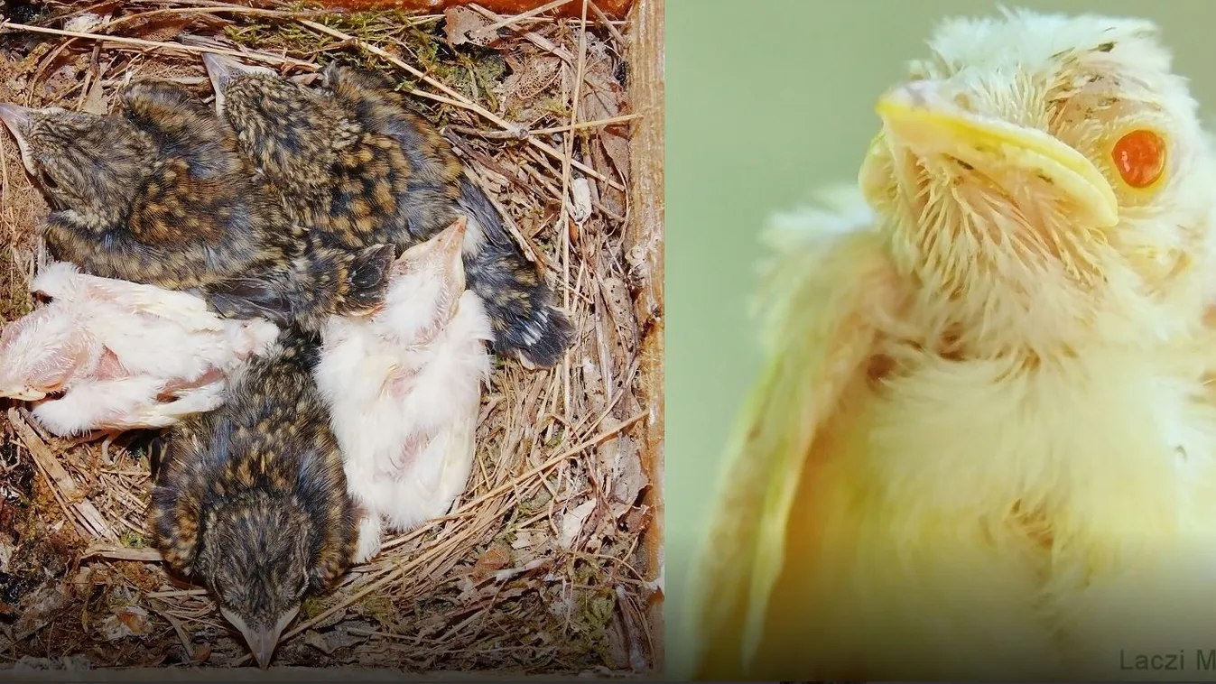 Rendkívül ritka albínó madarakat találtak a Pilisben