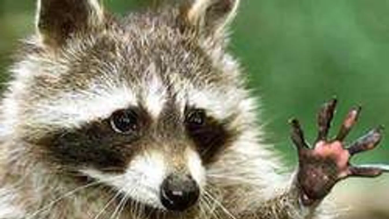 Letolt gatyával viccelődött egy mosómedvével - a fél szerszáma bánta!