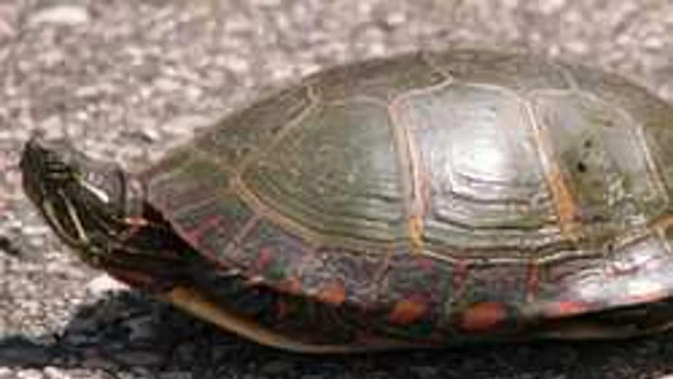 Nézz a lábad alá, nehogy rálépj egy szökevényre!