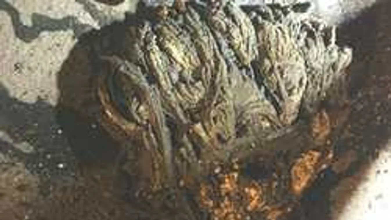 200 kilós zsírszörnyet találtak a budapesti csatornában, fotóval