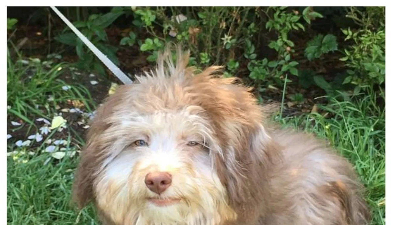 Döbbenetes vonások: vajon kire hasonlít az emberarcú kutya?