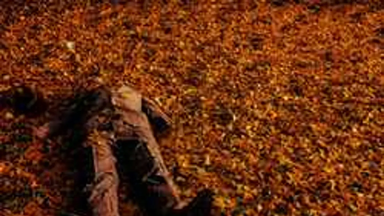 A rendőrség hallgat: rettenetes, mi történt Dunaszerdahelynél