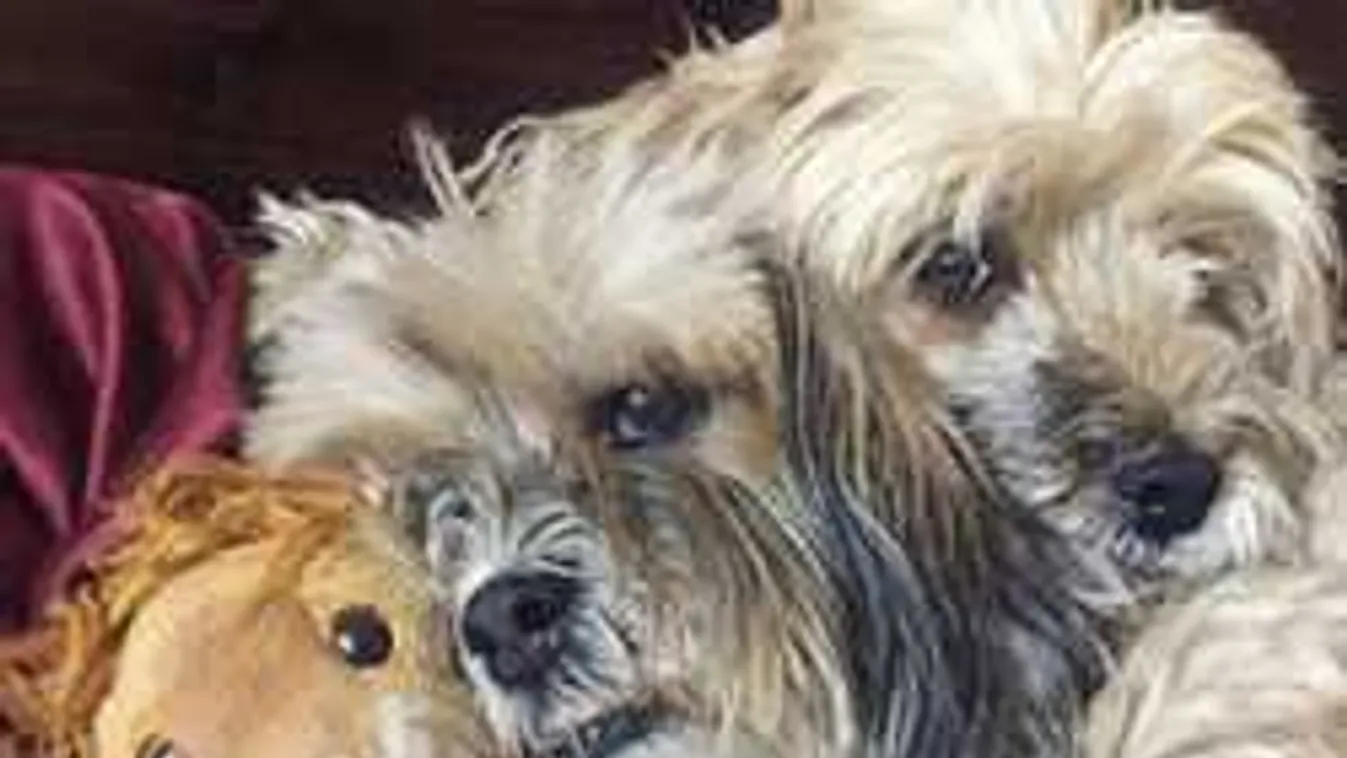 Kutyamaffia garázdálkodik az országban, így rabolják el az állatokat