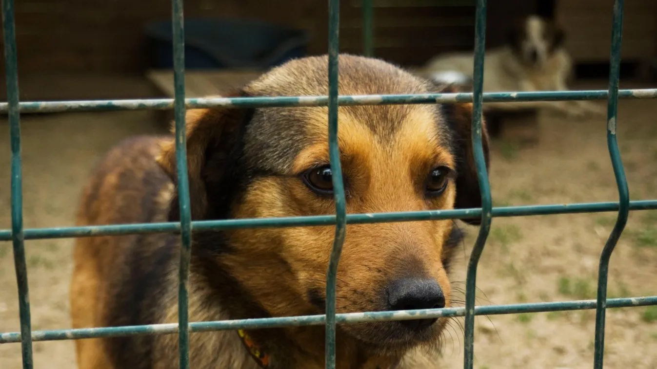 Sad dog in animal shelter