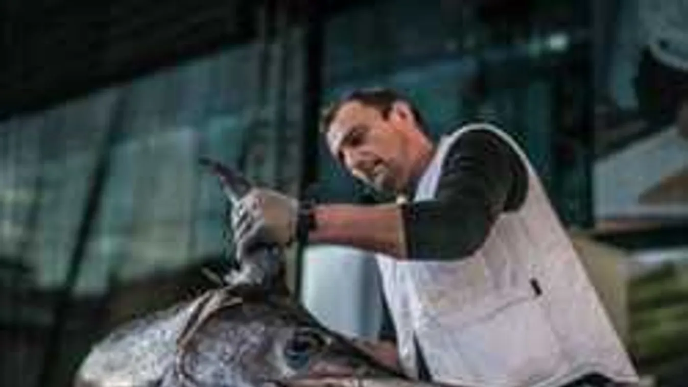 Csúcsragadozó a Lupán