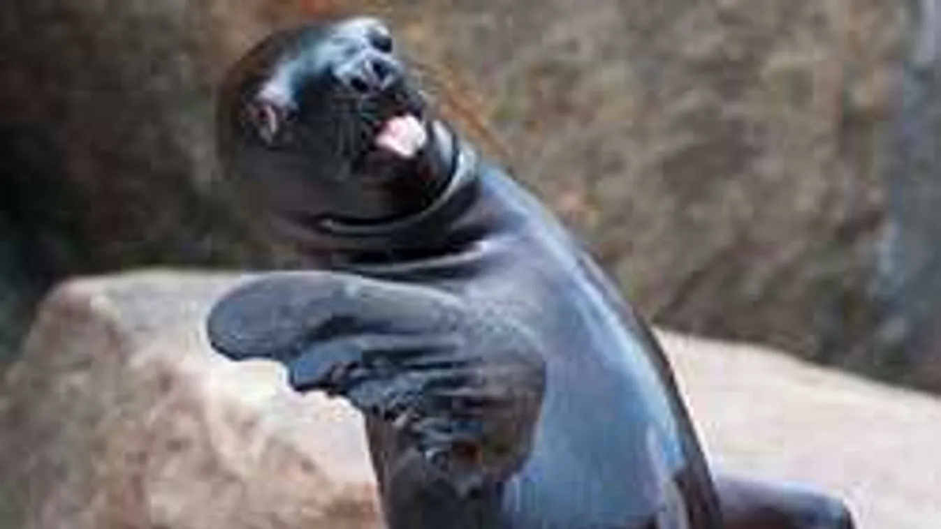 Ezek a világ legrondább állatai? Sírva fogsz nevetni a képeik láttán