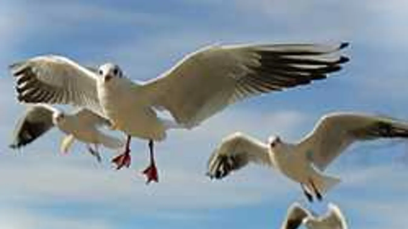 Furcsa ellenséggel számolna le a város