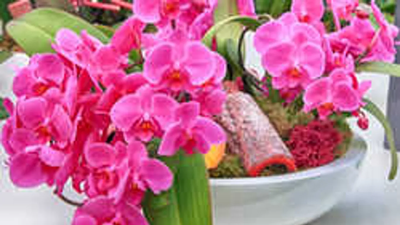 Hihetetlen mivel lehet az orchideát virágba borítani