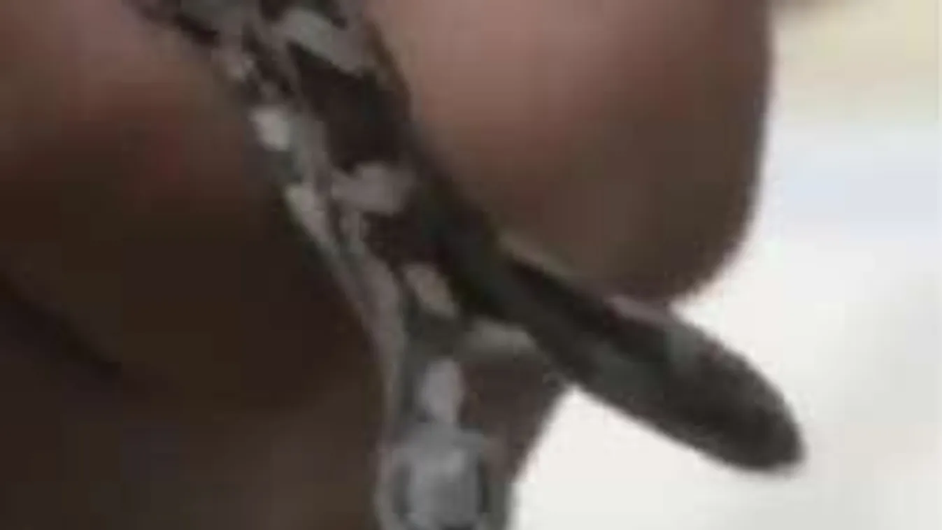 Atyaég: Kétfejű kígyót talált a döbbent járókelő!