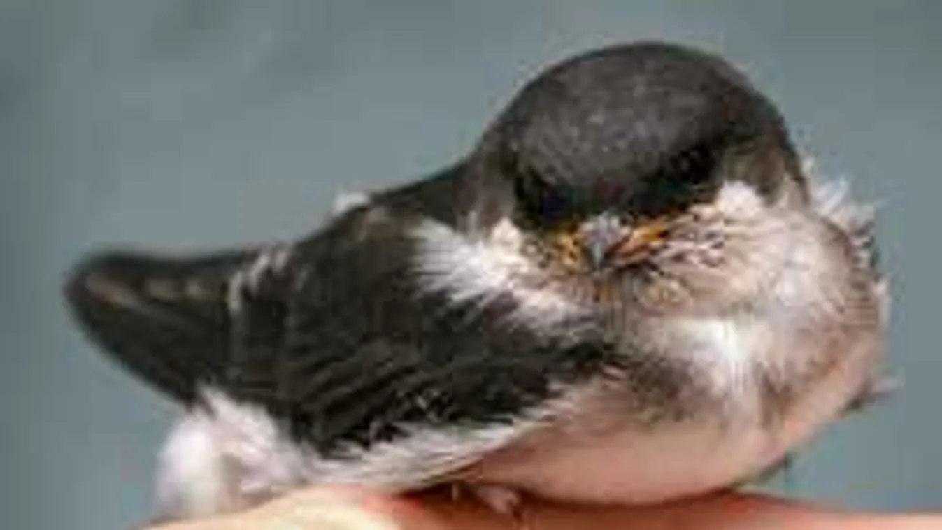 Végveszélyben a fecskék! Így tudsz segíteni rajtuk