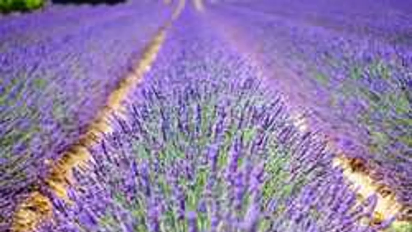 A levendula sötét titka: Erre senki sem számított