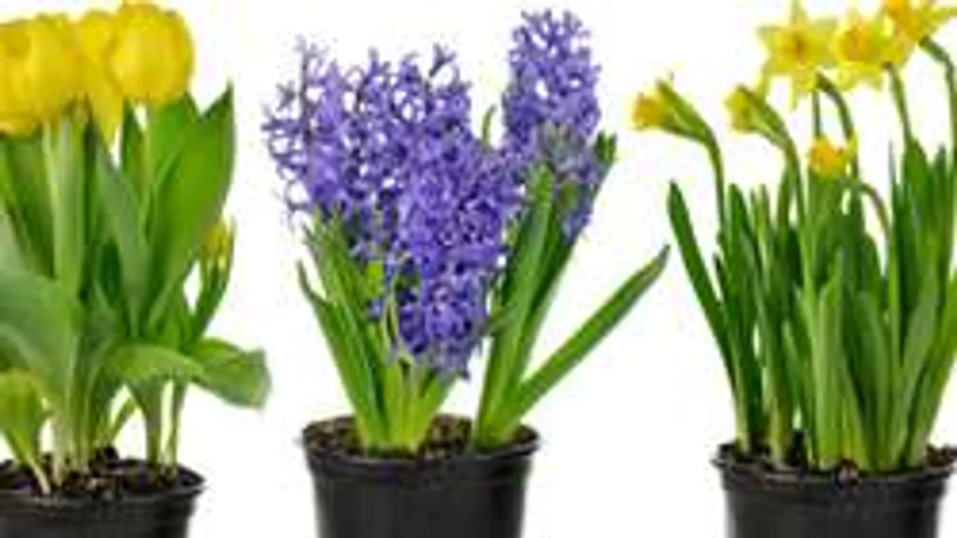 Tulipánt kaptál ajándékba? Ne dobd ki a hagymát, használd újra!