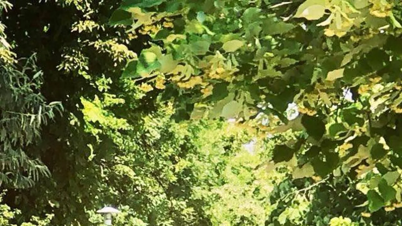 Imádják a nők a margitszigeti meztelen futót – Fotó