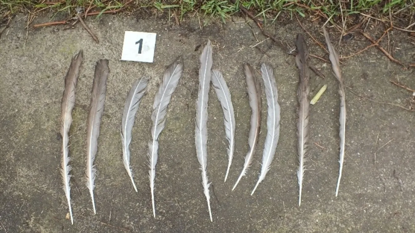 Elkapták Borisz, a páva gyilkosát, aki szörnyű tette után meg is ette a család kedvencét