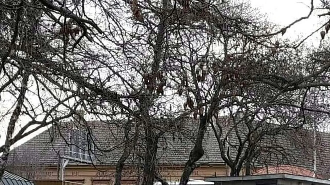 „Nem merjük utcára engedni a gyerekeket!” – elképesztő migránshelyzet a Vajdaságban