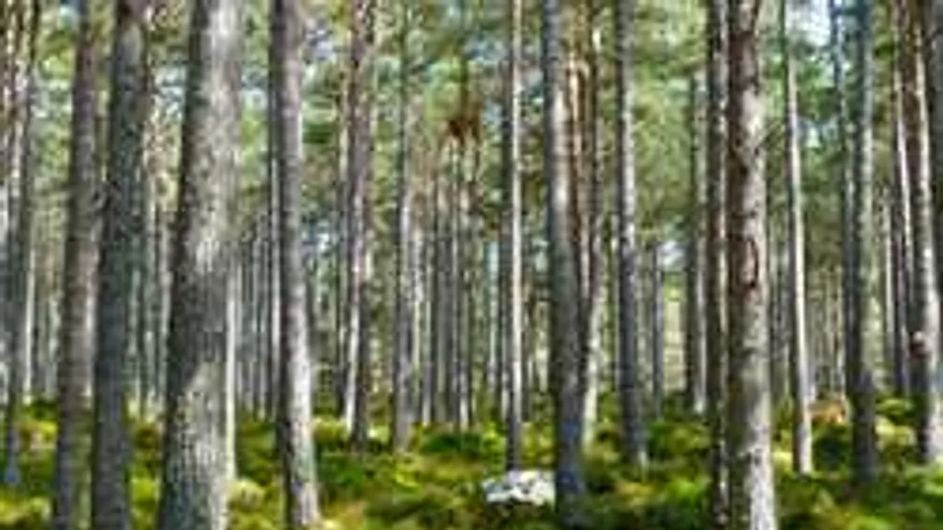 Szörnyű hír jött: két családi tragédia követte egymást a Kisalföldön