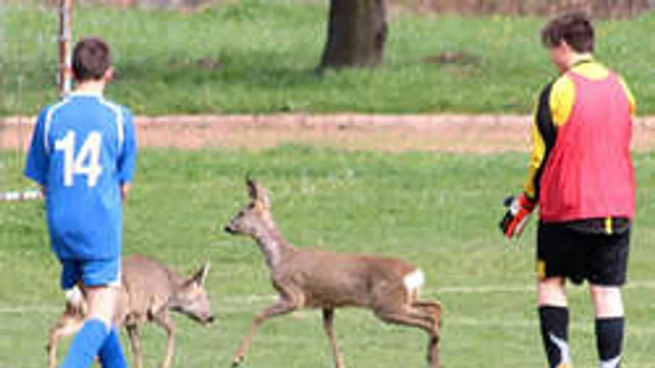 Vadállatok sprintelték le a magyar focistákat