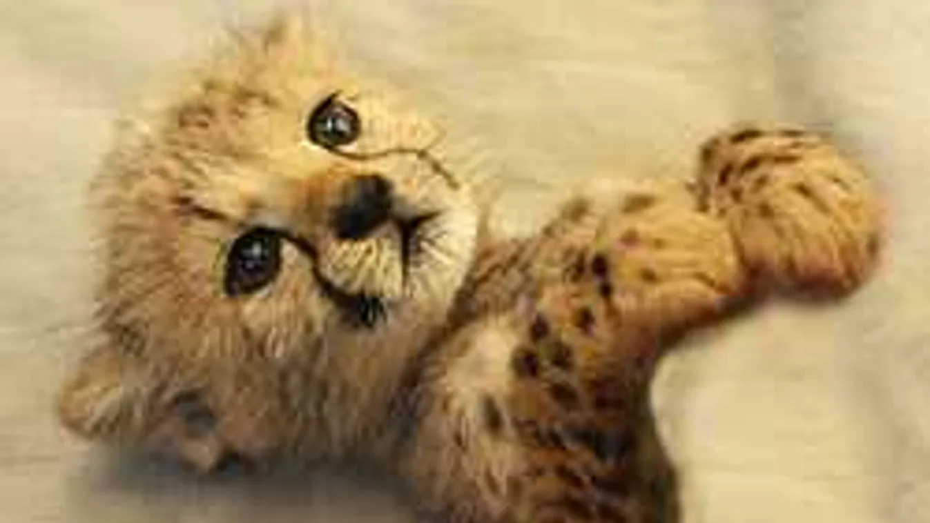 Cukiságlavina sodorta el a híreket a neten, és a fél világ ezen pörög!