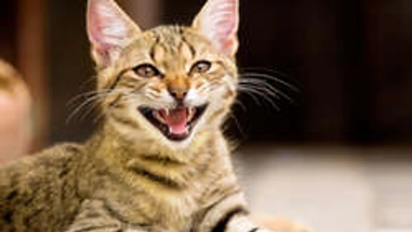 Egy új találmány: embernyelven beszélnek a macskák!