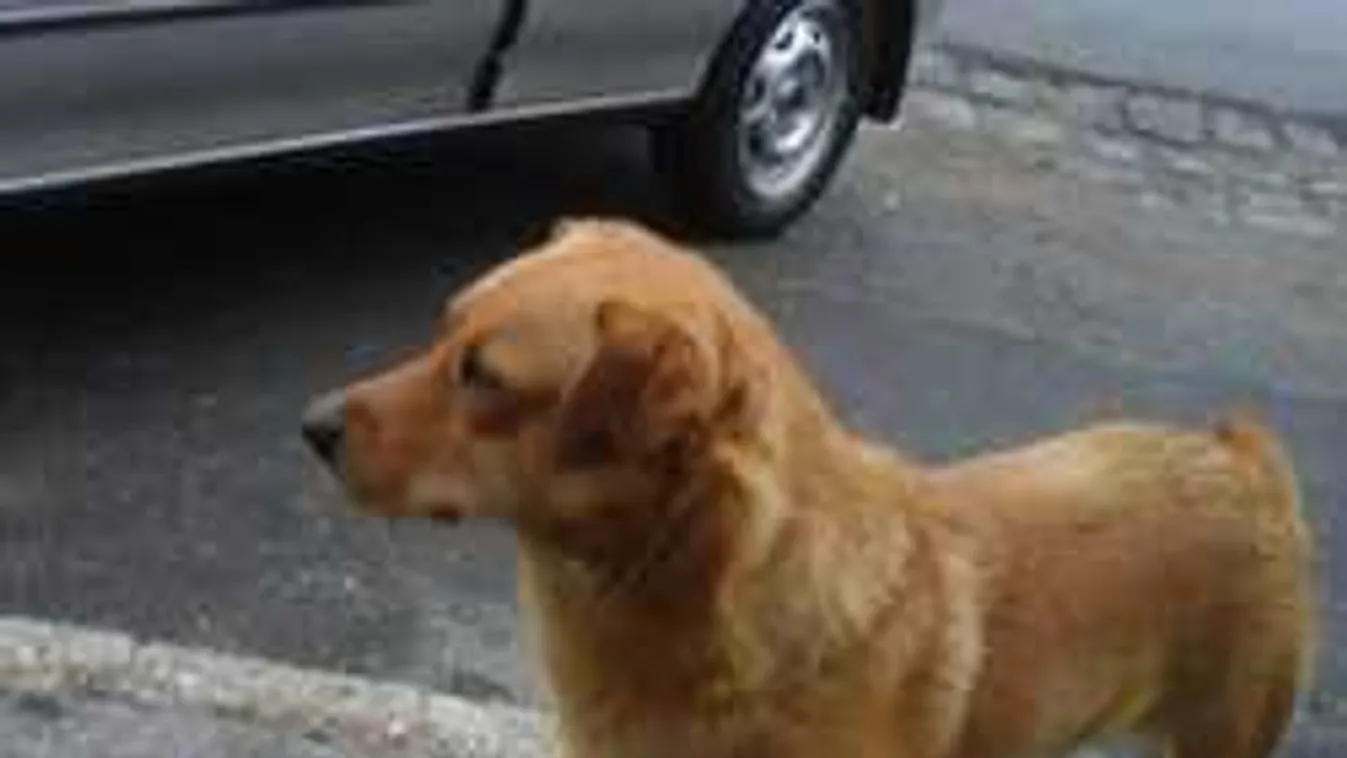 Erre senki nem számított: életveszélyben vannak a kutyák!