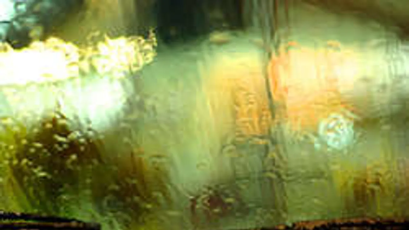 Durva világ jön estétől, ne indulj útnak!