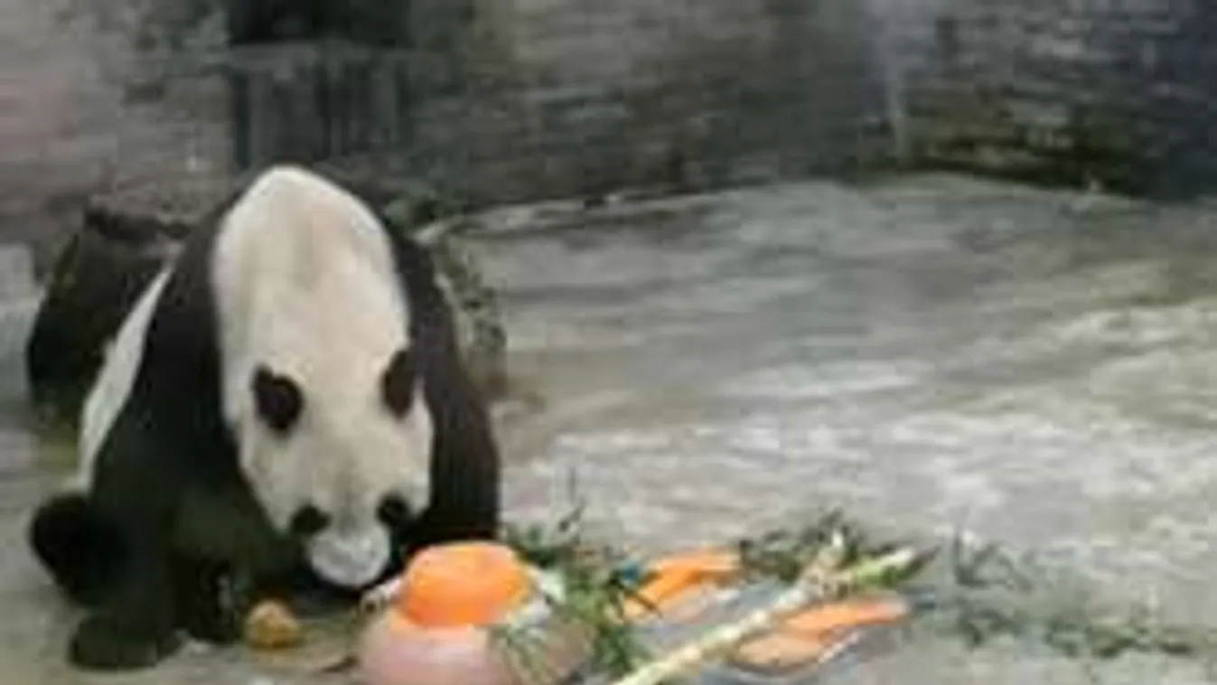 Elpusztult a világ legöregebb pandája