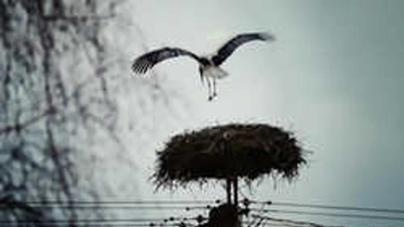 Menetrend szerint megjött az első gólya