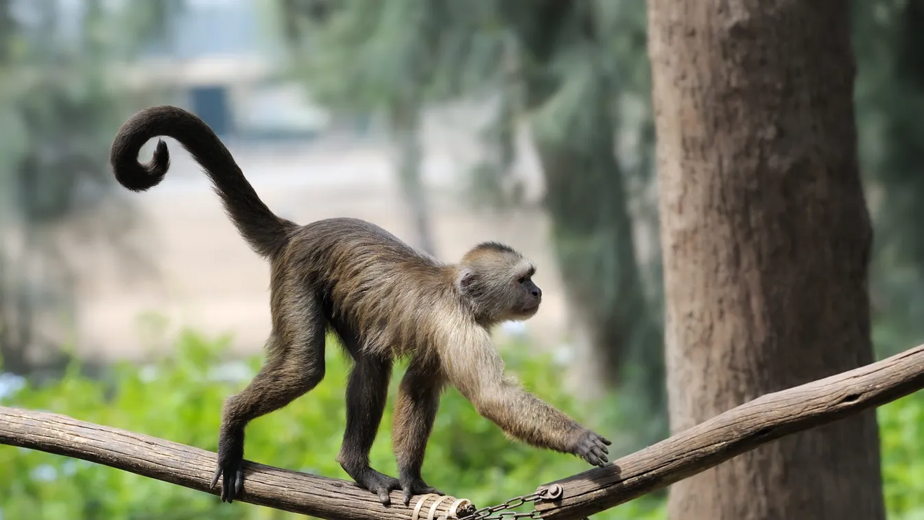 Ömlött a vér, sírt a kisfiú az állatkertben, minden egy majom miatt történt