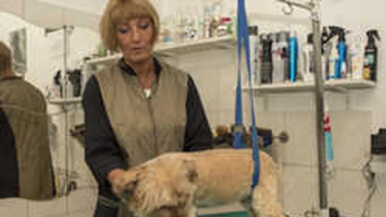 Ezért baj, hogy megteltek a kutyakozmetikák a hőségben