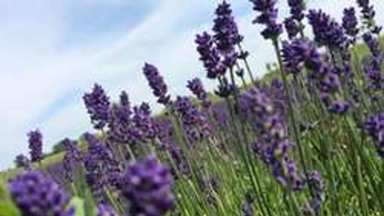 Felháborító: Így lopják el a köztéri virágokat Óbudán!