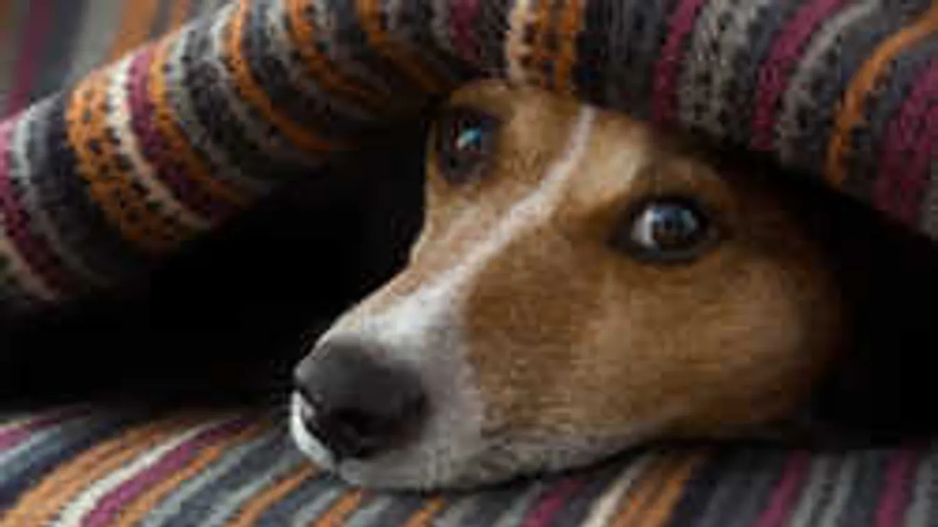 Így vigyázzunk a kutyákra! Hatalmas tűzijáték várható a FINA megnyitón