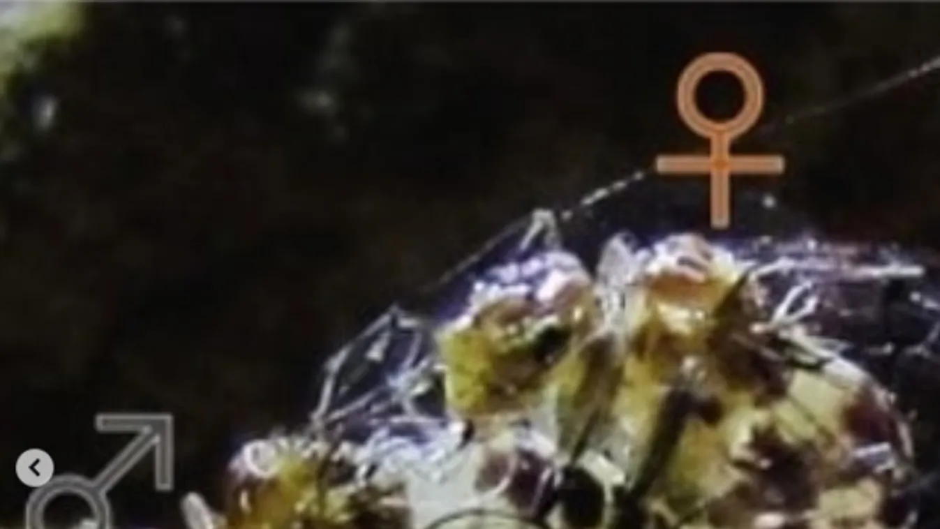 Elképesztő, hány órás szexmaratont tart a pénisszel rendelkező nőstény