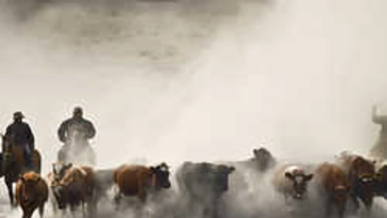 Gyomorforgató, amit Pápán találtak egy földúton