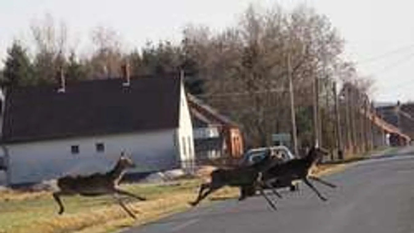 Rémült szarvascsorda veszélyezteti az autósokat Vas megyében